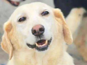 Cachorro raça  idade 5 anos nome Kadu