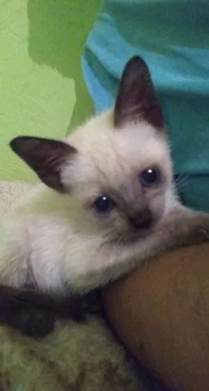 Gato raça  idade Abaixo de 2 meses nome Mia
