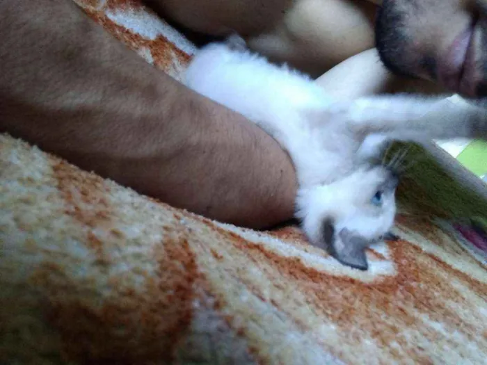 Gato raça  idade Abaixo de 2 meses nome Mia