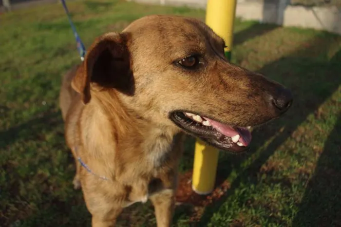 Cachorro ra a SRD idade 7 a 11 meses nome Godinez
