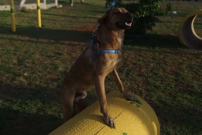 Cachorro ra a SRD idade 7 a 11 meses nome Godinez