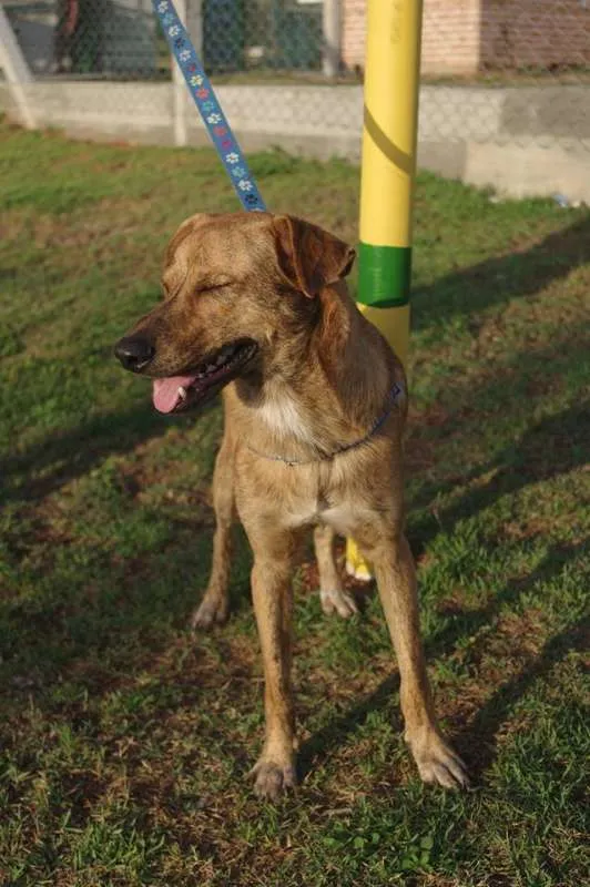 Cachorro ra a SRD idade 7 a 11 meses nome Godinez