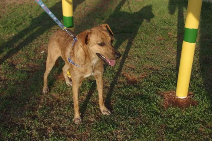Cachorro ra a SRD idade 7 a 11 meses nome Godinez