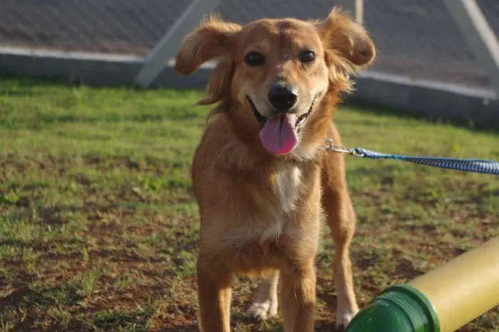 Cachorro ra a SRD idade 1 ano nome Popis