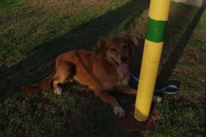 Cachorro ra a SRD idade 1 ano nome Popis