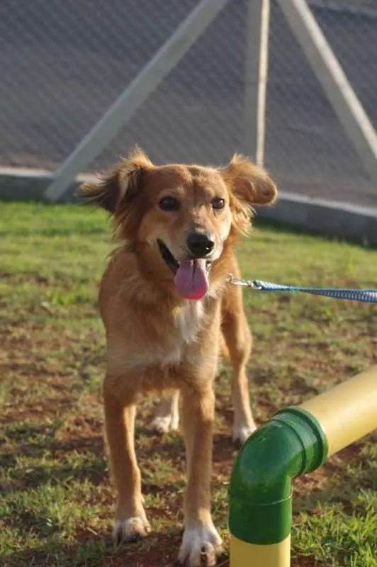 Cachorro ra a SRD idade 1 ano nome Popis
