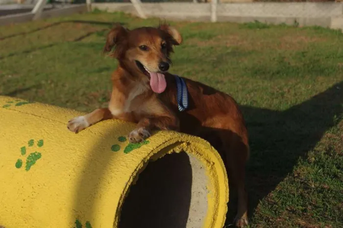Cachorro ra a SRD idade 1 ano nome Popis