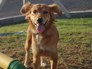 Cachorro raça SRD idade 1 ano nome Popis