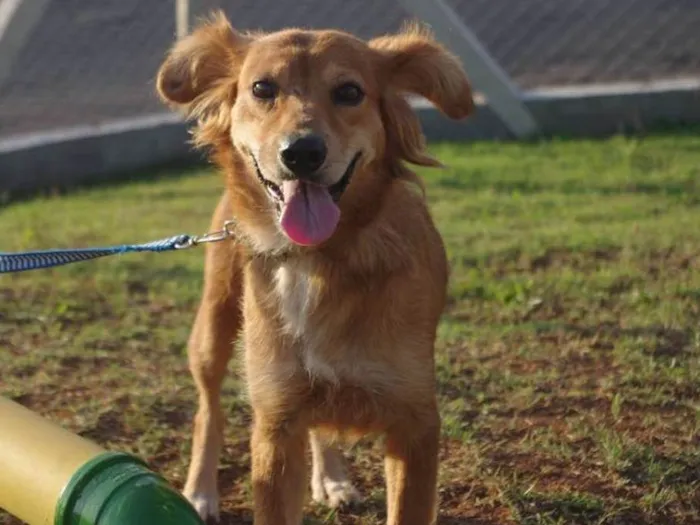Cachorro ra a SRD idade 1 ano nome Popis