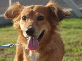 Cachorro ra a SRD idade 1 ano nome Popis