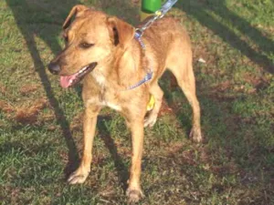 Cachorro raça SRD idade 7 a 11 meses nome Godinez