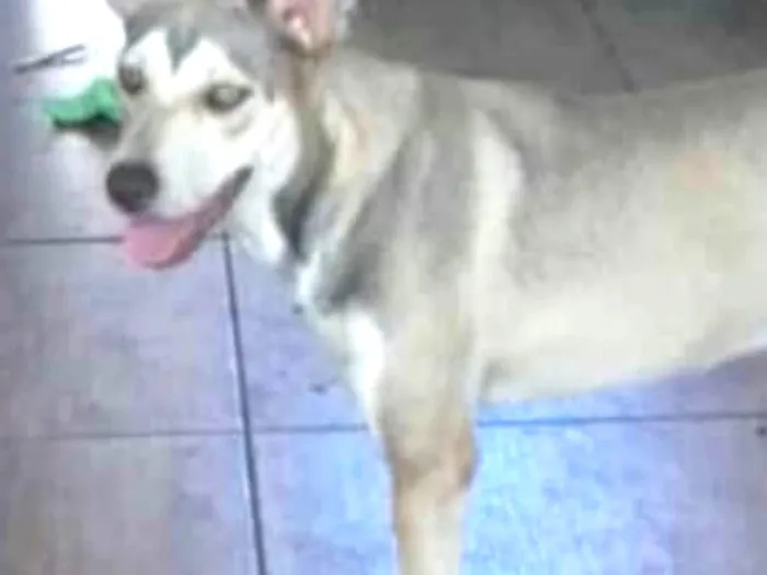 Cachorro ra a  idade 2 a 6 meses nome Meg