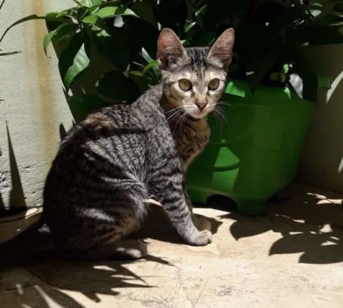 Gato ra a srd idade 2 a 6 meses nome Tiger