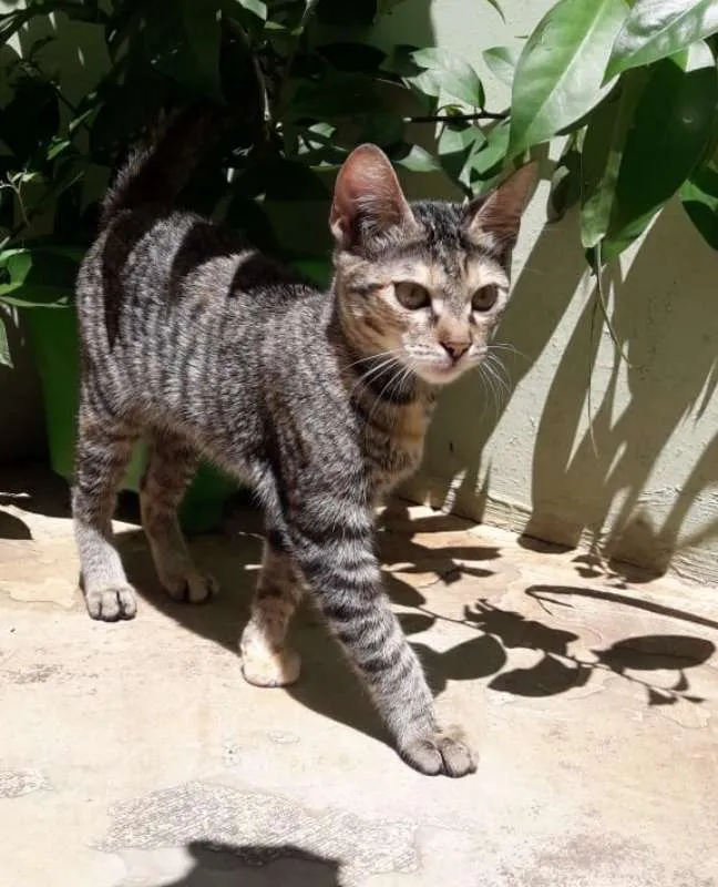 Gato ra a srd idade 2 a 6 meses nome Tiger