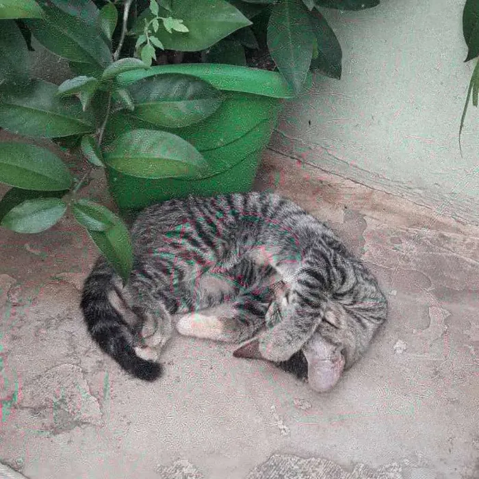Gato ra a srd idade 2 a 6 meses nome Tiger
