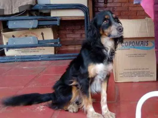 Cachorro ra a Viralata idade 3 anos nome Vilma