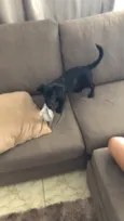 Lua