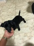 Lua