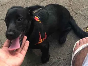 Cachorro raça Basset misturado idade 2 a 6 meses nome Lua