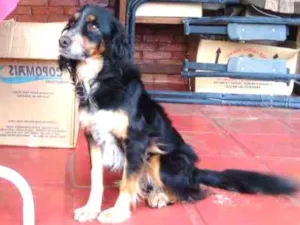 Cachorro raça Viralata idade 3 anos nome Vilma