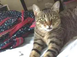 Gato raça tigresado idade 1 ano nome pandora