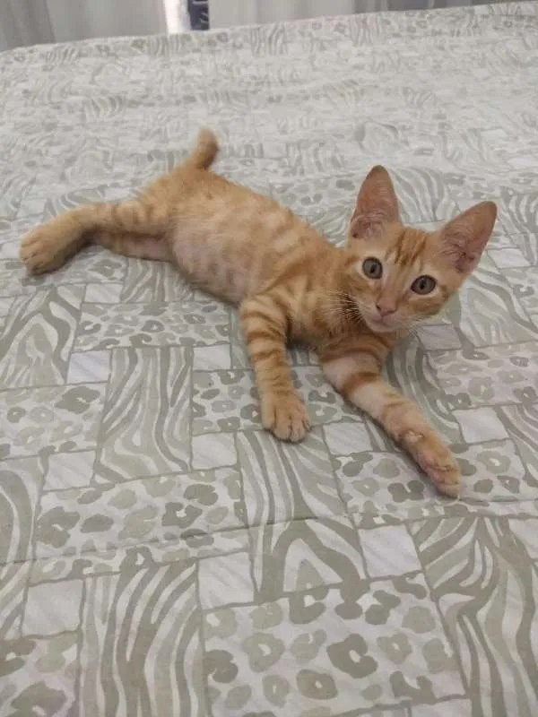 Gato ra a Vira-Lata idade 2 a 6 meses nome Simba