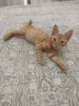 Simba