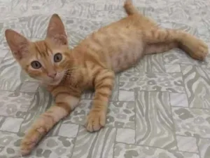 Gato raça Vira-Lata idade 2 a 6 meses nome Simba