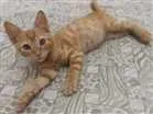 Gato raça Vira-Lata idade 2 a 6 meses nome Simba