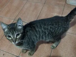Gato raça  idade 7 a 11 meses nome Maria Eugenia e Joey