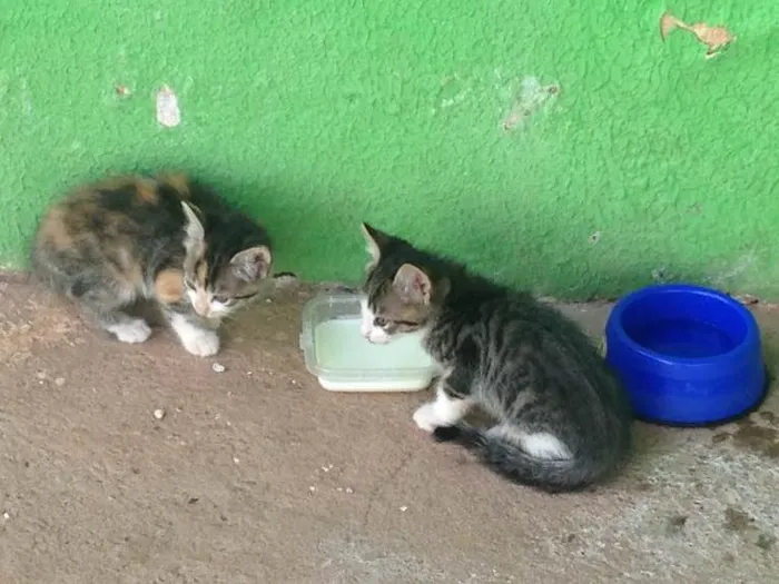 Gato ra a SRD idade Abaixo de 2 meses nome Lindinhas