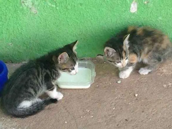 Gato ra a SRD idade Abaixo de 2 meses nome Lindinhas