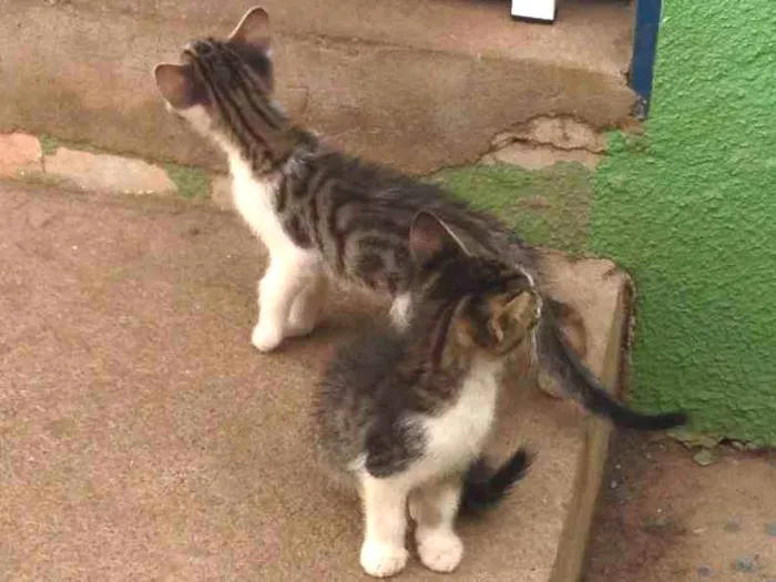 Gato ra a SRD idade Abaixo de 2 meses nome Lindinhas