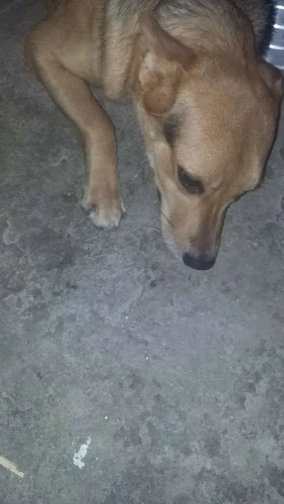 Cachorro raça Vira lata idade 7 a 11 meses nome Luna
