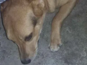 Cachorro raça Vira lata idade 7 a 11 meses nome Luna