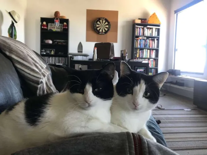 Gato raça Vira-lata idade 3 anos nome Madonna e Elvis