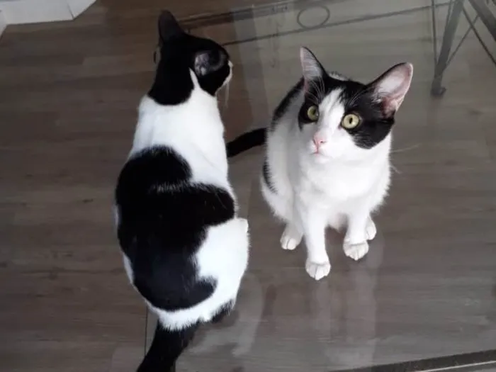 Gato raça Vira-lata idade 3 anos nome Madonna e Elvis