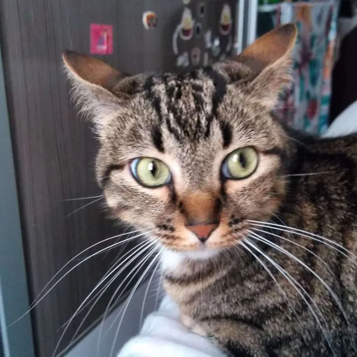 Gato ra a Sem raça idade 3 anos nome Fofinha