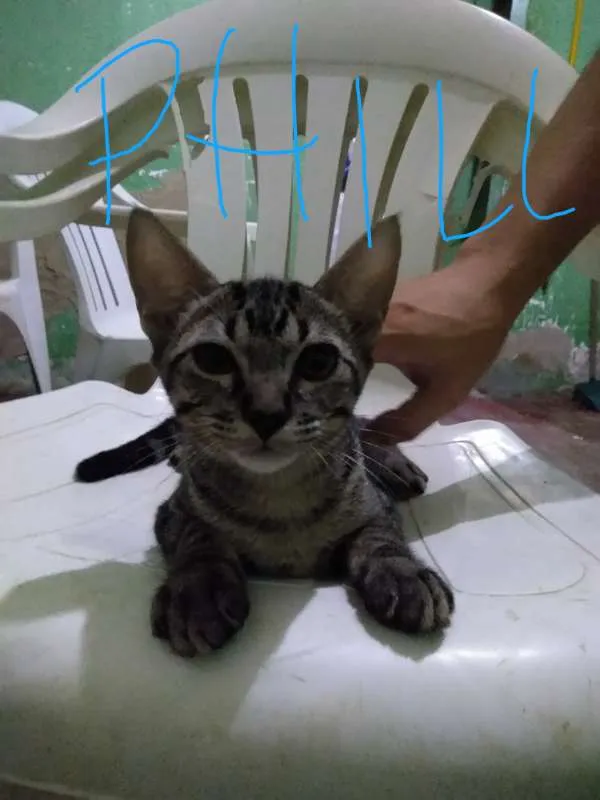 Gato ra a Angorá idade 2 a 6 meses nome PHILL