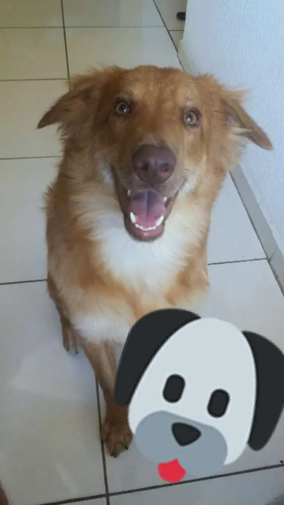 Cachorro raça Mestiço idade 7 a 11 meses nome Nego 