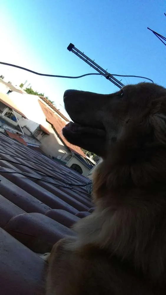 Cachorro raça Mestiço idade 7 a 11 meses nome Nego 