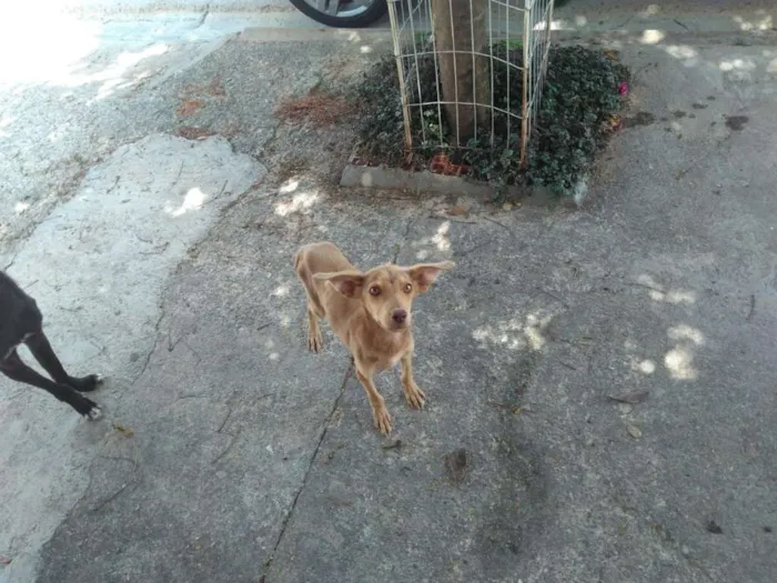 Cachorro ra a viralatas idade 7 a 11 meses nome viralatas