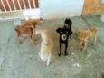 viralatas