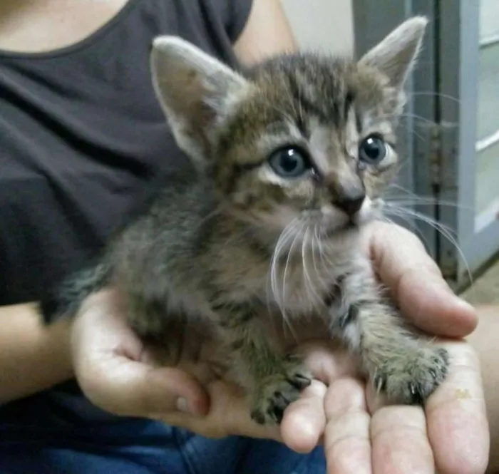 Gato ra a  idade Abaixo de 2 meses nome Tigrinha