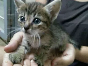 Gato raça  idade Abaixo de 2 meses nome Tigrinha
