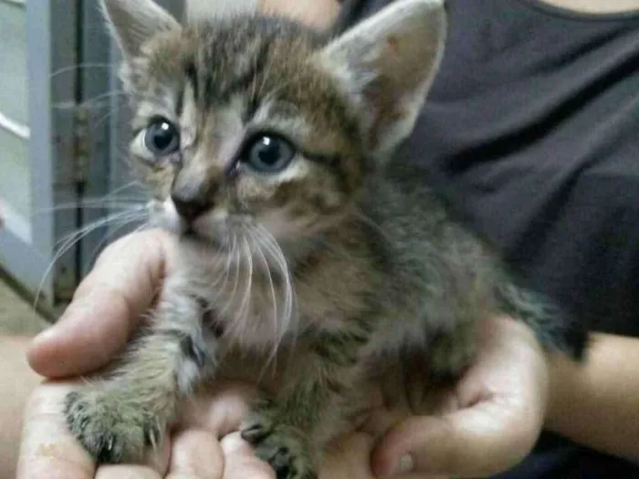 Gato ra a  idade Abaixo de 2 meses nome Tigrinha