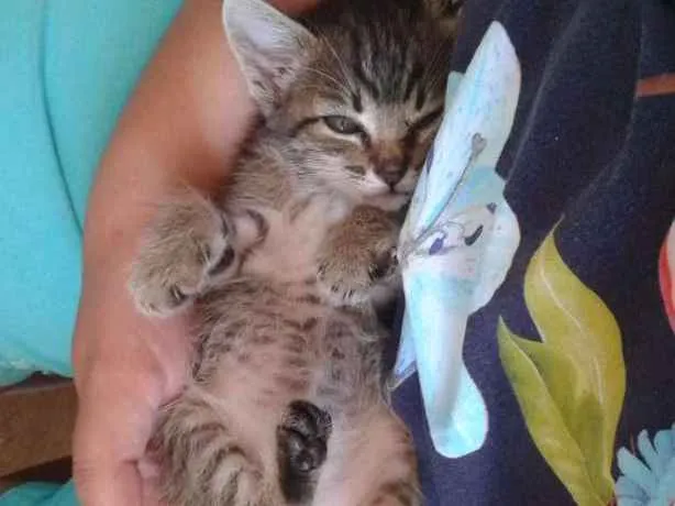 Gato ra a  idade Abaixo de 2 meses nome Tigrinha