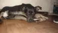 Neguinho