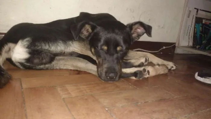Cachorro ra a SRD idade 2 anos nome Neguinho