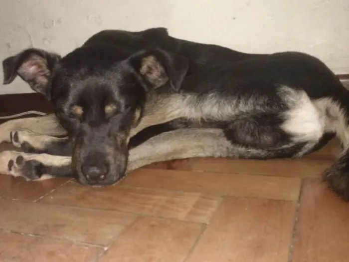 Cachorro ra a SRD idade 2 anos nome Neguinho